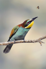 Bee-eater, Merops apiaster