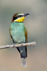 Bee-eater, Merops apiaster