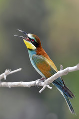 Bee-eater, Merops apiaster