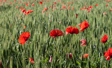 Obraz premium poppies and wheat