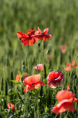 poppies and wheat