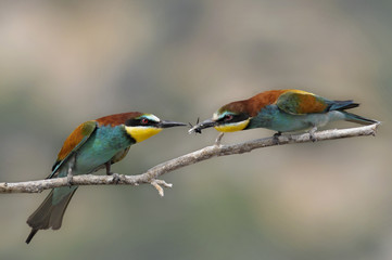 Fototapeta premium Bee-eater, Merops apiaster - the marriage period