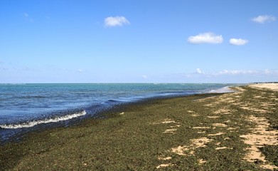 algues sur une plage 2