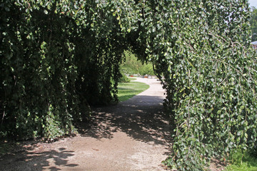 Fototapeta premium Trauerweide