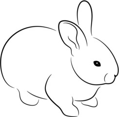 Rabbit