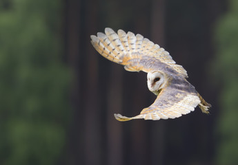 Schleiereule im Flug