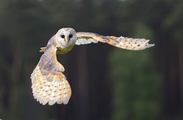 Schleiereule im Flug