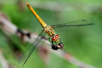 dragonfly