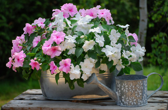 jardini&egrave;re d'impatiens
