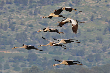 Common Crane (Grus grus) in flight, Israel