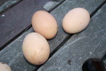 eggs