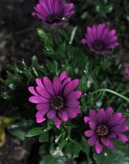 Obraz premium Purple Flowers