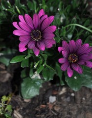 Obraz premium Purple Flower