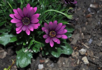 Purple Beauty