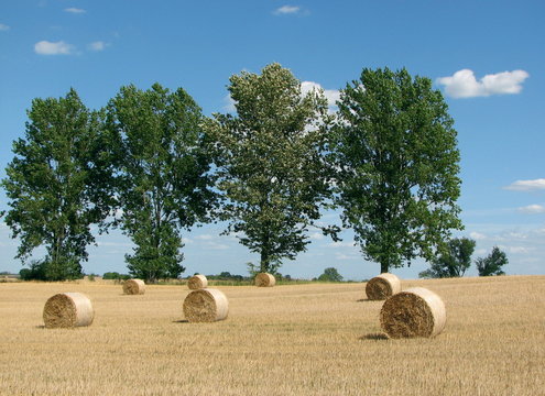 Golden Sheaves Of Hay