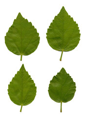 Leaves of Hibiscus