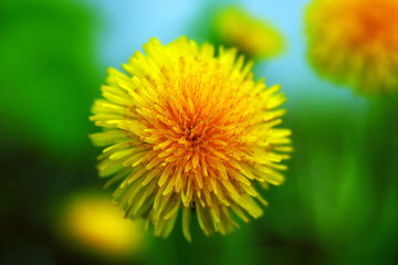 yellow tender dandelion