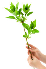 Hands and plant