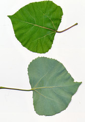 Aspen leaf