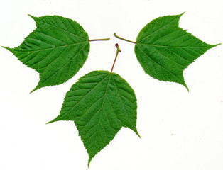 Moosewood maple leaves