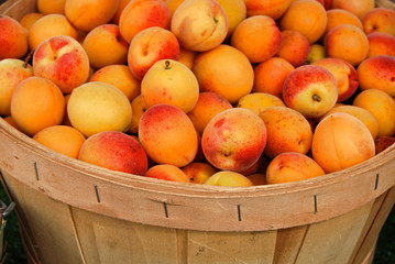 Apricots