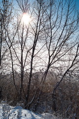 Branches of a tree covered with snow and frost.