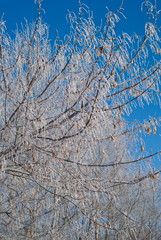 Branches of a tree covered with snow and frost.