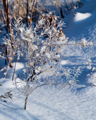 Dry yellowed grass and bushes are covered with snow and frost.