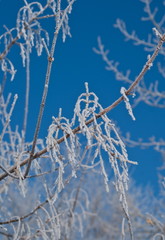 Dry yellowed grass and bushes are covered with snow and frost.