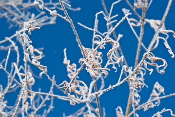 Dry yellowed grass and bushes are covered with snow and frost.