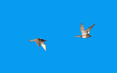 patos a voar