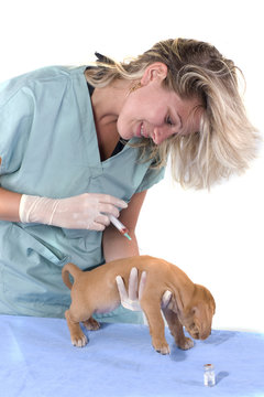 vaccin pour un chiot