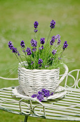 Garden Lavender