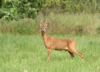 Chevreuil - Roe Deer (capreolus capreolus)