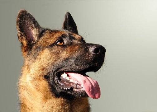 Berger Belge Malinois