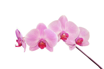 Naklejka na ściany i meble Pink orchid