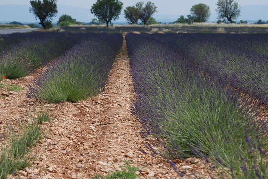 provence