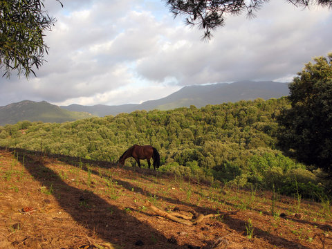 Horse in mountains in Corsica, France