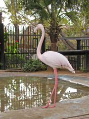 Flamingo in the Zoo