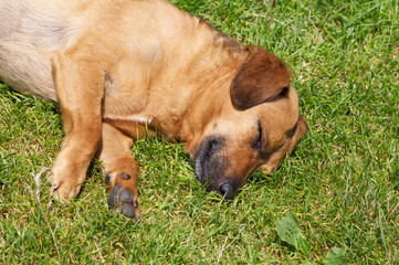 Risultati immagini per cani al sole