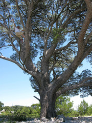 Fototapeta na wymiar Man on a tree in the park of Toulon, France