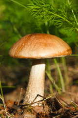 Leccinum scabrum, Birch bolete, brown cap boletus, rough boletus