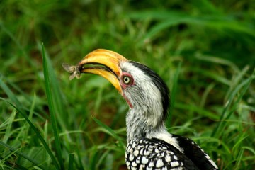 Botswana