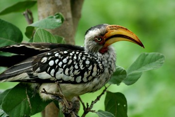 Botswana