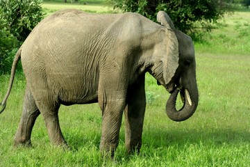 Obraz premium Zambia Elephants