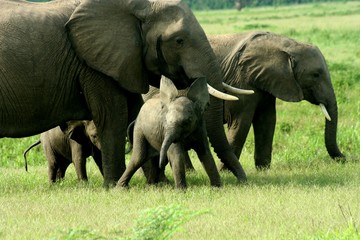 Naklejka na ściany i meble Słonie Zambia