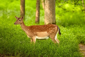 cute deer