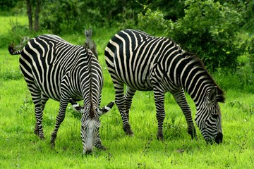 Fototapeta na wymiar Zebry Zambia