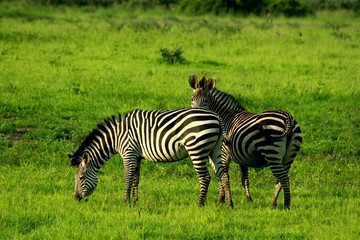 Fototapeta na wymiar Zambia Zebras