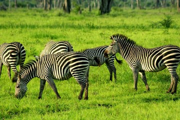 Zambia Zebras
